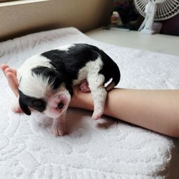 Poppy - Tri-color female Cavalier King Charles Spaniel puppy in Menifee, California from Southern California Cavaliers
