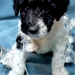 Double Doodles from South Bay Double Doodles