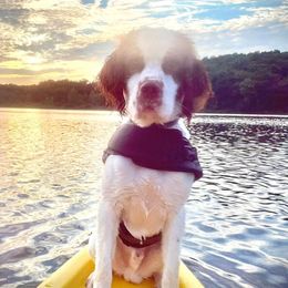 Elmore - English Springer Spaniel