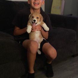 American Corgi and Pembroke Welsh Corgi Puppies from Driftin' Sand Farms