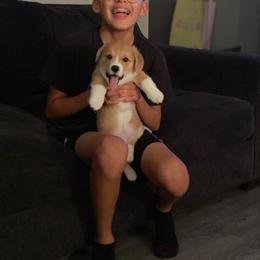 American Corgi and Pembroke Welsh Corgi Puppies from Driftin' Sand Farms
