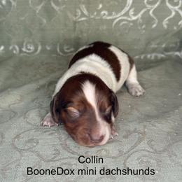 Collin - Piebald male Dachshund puppy in Lexington, Oklahoma from BooneDox Miniature Dachshunds