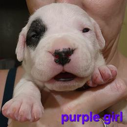 Girl 1 -purple girl - White female Dogo Argentino puppy in Blythe, California from Dogos del Gran Reino