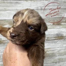 Red Merle 1-NBT - Red merle male Australian Shepherd puppy in Archie, Missouri from Beachin' Aussies