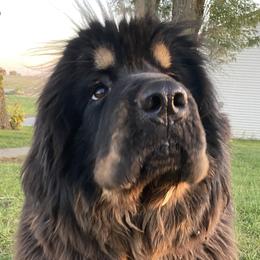 Assol - Tibetan Mastiff