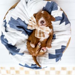 Ace- tan collar boy - Red male Cavapoo puppy in Melbourne, Florida from Space Coast Doodle Co.