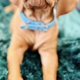 Vizslas from Cortines' Vizslas