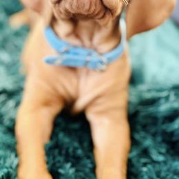 Vizslas from Cortines' Vizslas