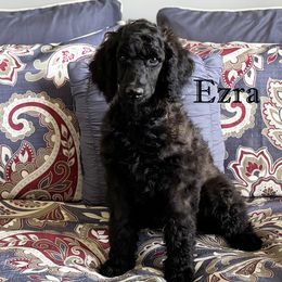 Ezra - Poodle puppy from BRosie IX Standard Poodles