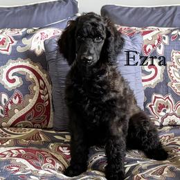 Ezra - Poodle puppy from BRosie IX Standard Poodles