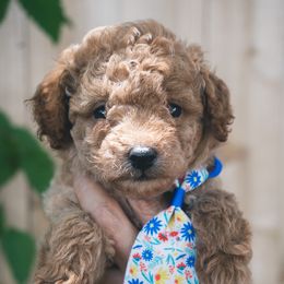 Poodle Puppies from Southern Girls Poodles