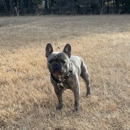 French Bulldogs from Mr. T’s Frenchies