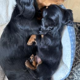 Dachshund Puppies from Birkin’ Paws