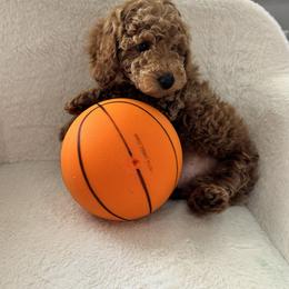 Goldendoodle Puppies from Doodle Squad Puppies