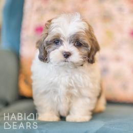 Teddybear - Fawn male Companion Cross puppy in Green Bluff, Washington from Habibi Bears - Beloved Teddy Bear Puppies