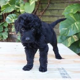 Sirius - Black male Goldendoodle puppy in Palmetto Bay, Florida from SOMIDOODLES