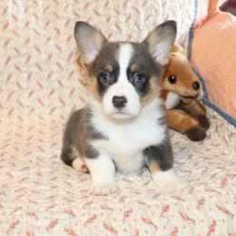 Usher - Blue male Pembroke Welsh Corgi puppy in Morton, Mississippi from Crown AB Farms Pembroke Welsh Corgis