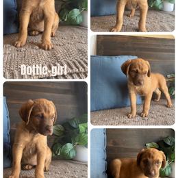 Chesapeake Bay Retriever and German Shorthaired Pointer Puppies from North Wind Gundogs