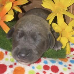 Boy 3 - male Mountain Cur puppy in Georgetown, Ohio from Walnut Ridge Mountain Curs