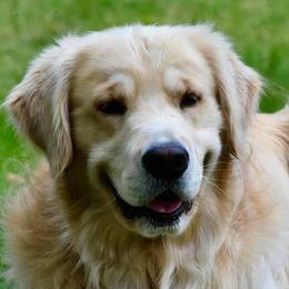 Golden Retrievers from Flickering Fire Goldens