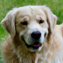 Golden Retrievers from Flickering Fire Goldens