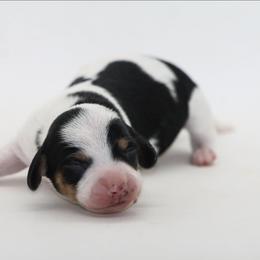 Male 4 - Piebald male Dachshund puppy in Childress, Texas from Taylor Farms