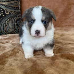 LEONARDO (LEO) - Blue male Pembroke Welsh Corgi puppy in Drain, Oregon from Sunnydale Corgis