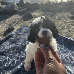 Hattie - Parti female Poodle puppy in Berkeley, California from Poodle Parade