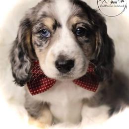 Dachshund Puppies from Bald Mountain Dachshunds
