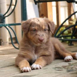 Australian Shepherd Puppies from Chippewa Falls Aussie Paws