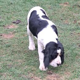 English Springer Spaniel Puppies from Colleen Bacon