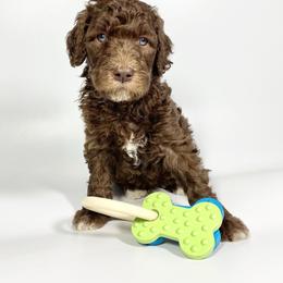 Aussiedoodle and Goldendoodle Puppies from Dandy Doodle Ranch