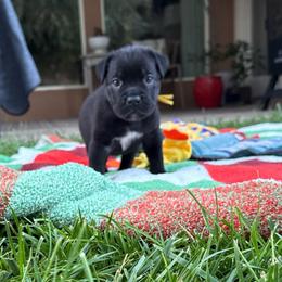 Raven - Black female Cane Corso puppy in Utah from 3Lake Kennelz