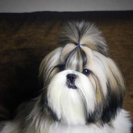 Poodle and Shih Tzu All Grown Up from Ganna Sultan