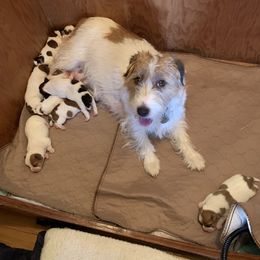 Maggie or Mugsy - Russell Terrier