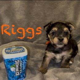 Riggs - Black & tan tri-color male Morkie puppy in Seneca, Missouri from M.Y. Morkies and Yorkies