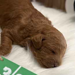 Poodles from Kern County Miniature Red Poodles