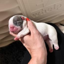 Ovation - Blue female French Bulldog puppy in New Hampton, New Hampshire from Kismet French Bulldogs