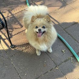 Bella - Pomeranian