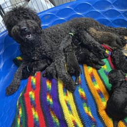 Goldendoodle, Miniature Schnauzer, and Poodle Puppies from 501Doodles