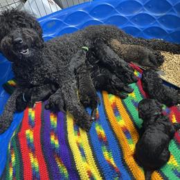 Goldendoodle, Miniature Schnauzer, and Poodle Puppies from 501Doodles