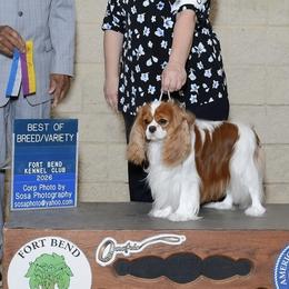 Asher - Cavalier King Charles Spaniel