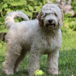 Oliver - Australian Labradoodle