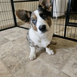 American Corgi, Cardigan Welsh Corgi, and Pembroke Welsh Corgi Puppies from DnD Corgis
