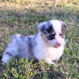 Dallas - Blue merle and white male American Corgi puppy in Leighton, Alabama from Bar P Livestock Corgis