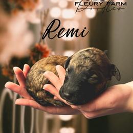 Remi - Wheaten male Whoodle puppy in Knoxville, Tennessee from Fleury Farm Doodles TN