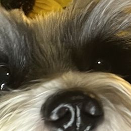 GIBBS - Miniature Schnauzer