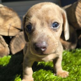 Billy - Fawn (isabella) and tan male Dachshund puppy in Birmingham, Alabama from Mini Doxies Love