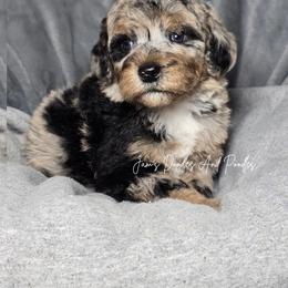 Aussiedoodle, Bernedoodle, Cockapoo, Miniature Australian Shepherd, Poodle, and Sheepadoodle Puppies from Jam's Doodles And Poodles