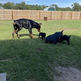 Doberman Pinscher Puppies from TeatreeDoberman